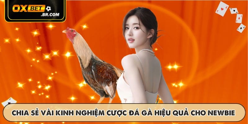 Đá Gà Thomo OXBET - Trận Đấu Trực Tiếp Kịch Tính Phát Sóng - sopefa.games