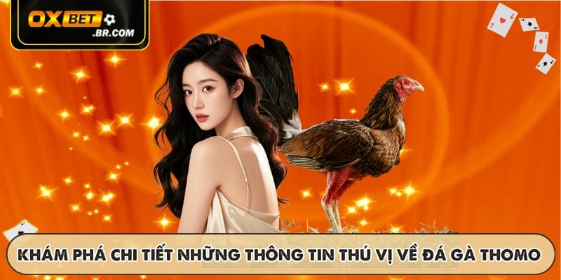 Đá Gà Thomo OXBET - Trận Đấu Trực Tiếp Kịch Tính Phát Sóng - sopefa.games