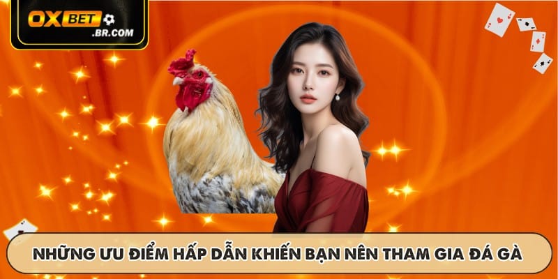 Đá Gà Cựa Sắt OXBET - Trận Đấu Với Tỷ Lệ Cược Cao Và Thú Vị - sopefa.games