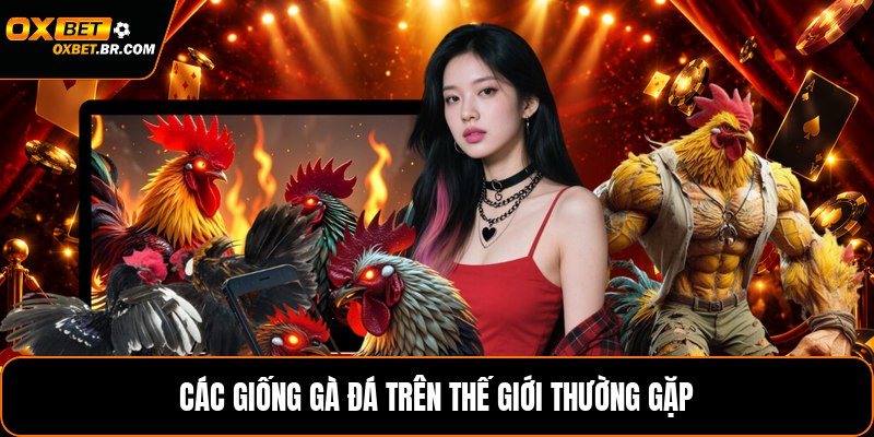 Các Giống Gà Đá Trên Thế Giới - Những Dòng Nổi Bật - sopefa.games