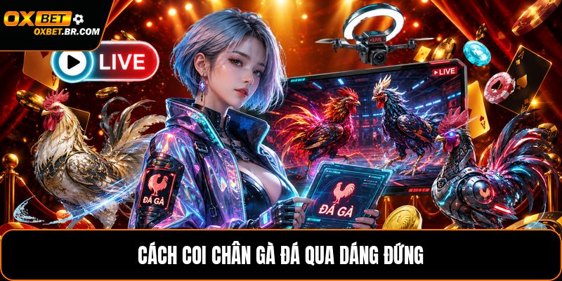 Cách Coi Chân Gà Đá - Nhận Biết Dáng Chân Gà Chuẩn - sopefa.games