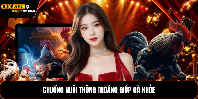 Cách Chăm Sóc Gà Đá Độ - Hướng Dẫn Nuôi Gà An Toàn - sopefa.games