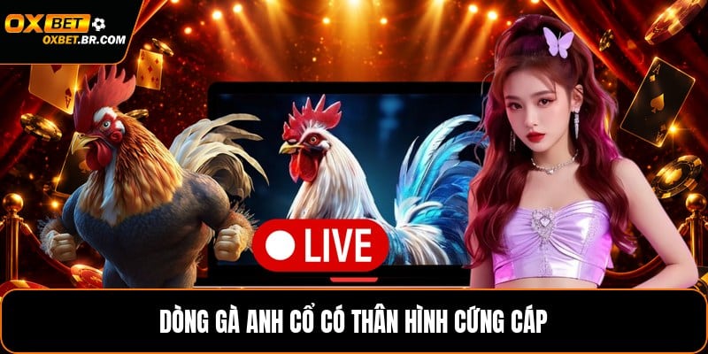 Các Giống Gà Đá Trên Thế Giới - Những Dòng Nổi Bật - sopefa.games